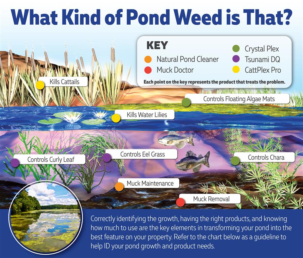 Pond Weed ID